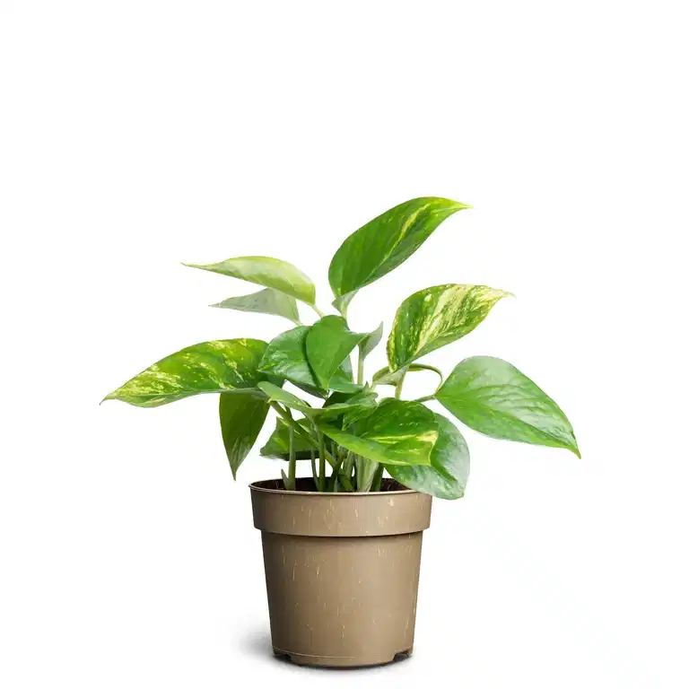 Epipremnum aureum