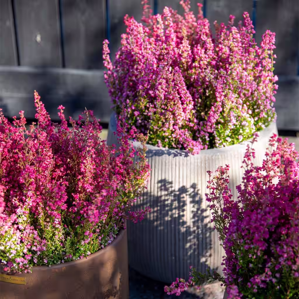  LC: 30% off Erica gracilis 11 cm 