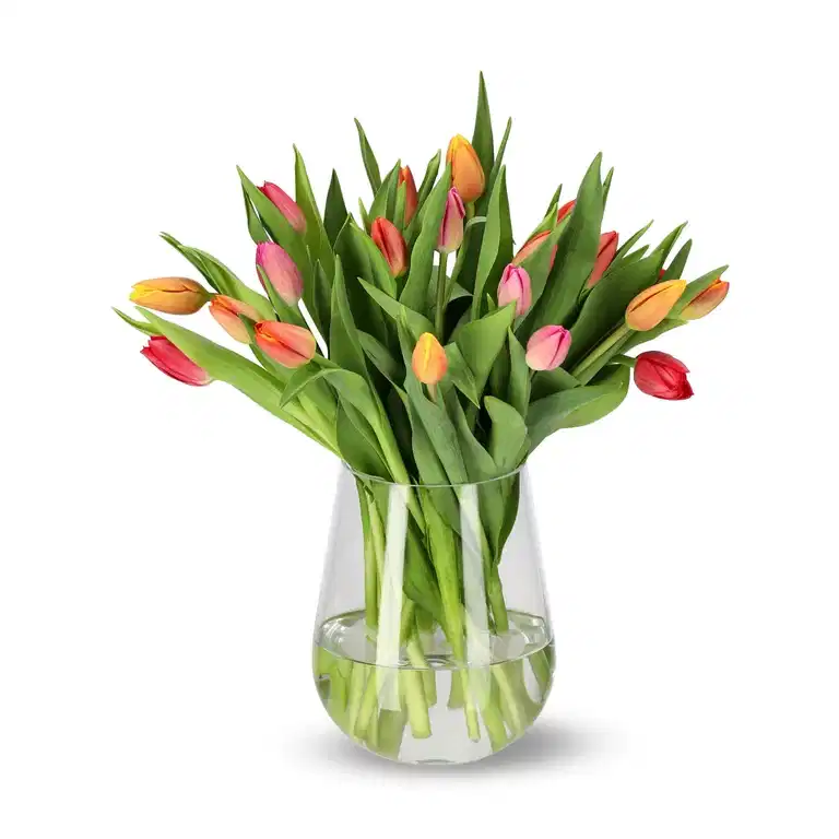 Tulips 15 pack mix NO