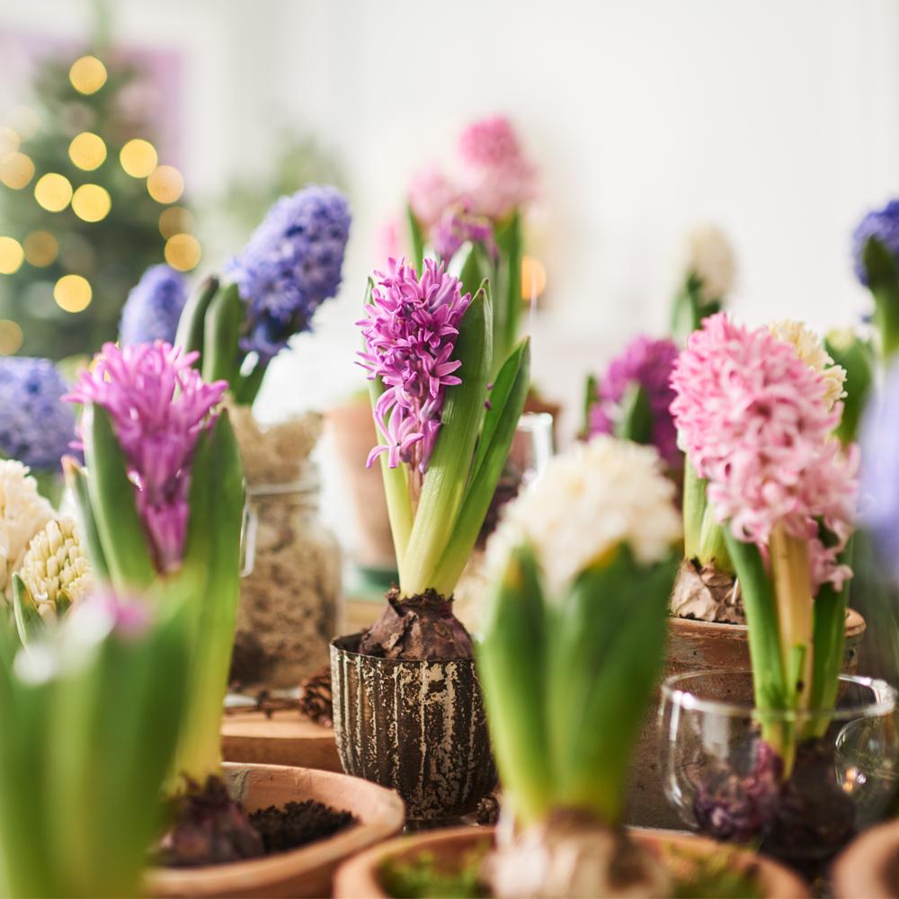 Christmas flowers