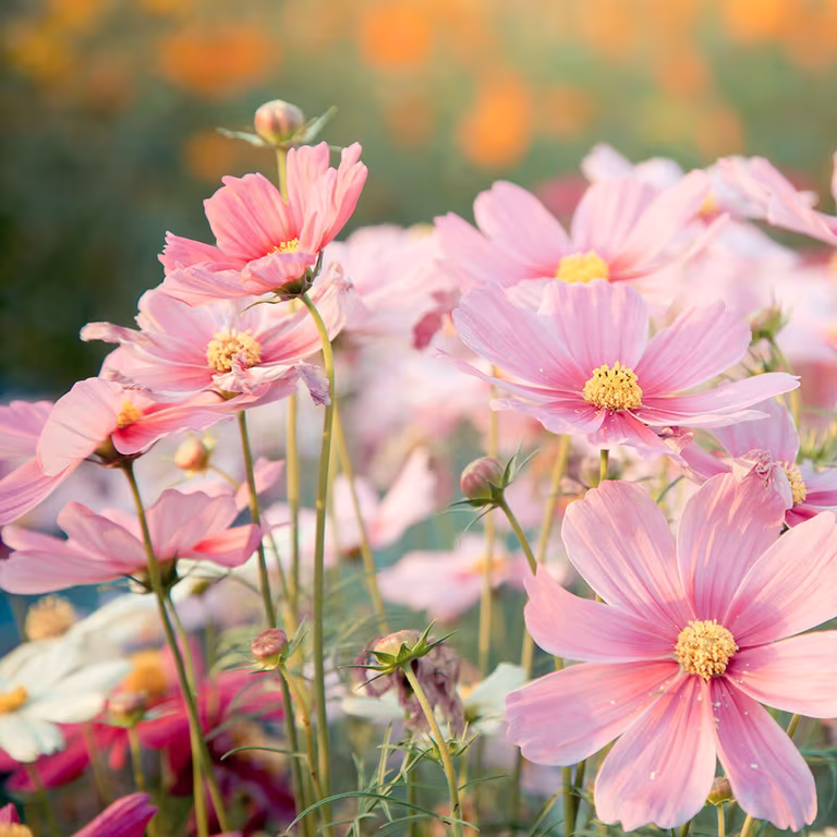 Så dine sommerblomster fra frø direkte i bedet 
