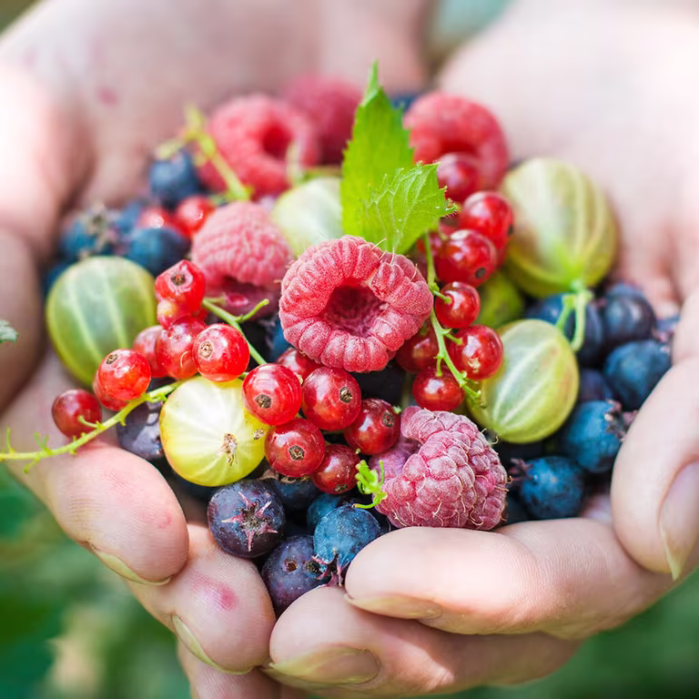 Vitaminrike frukt og bær du kan dyrke selv 