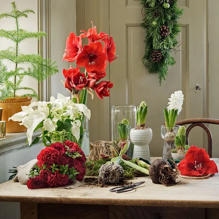 Give new life to Christmas flowers – repot or plant outdoors