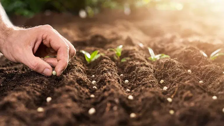 Mai – dette kan du så og dyrke