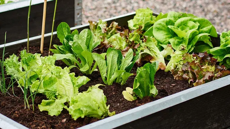 Juni – dette kan du så og dyrke