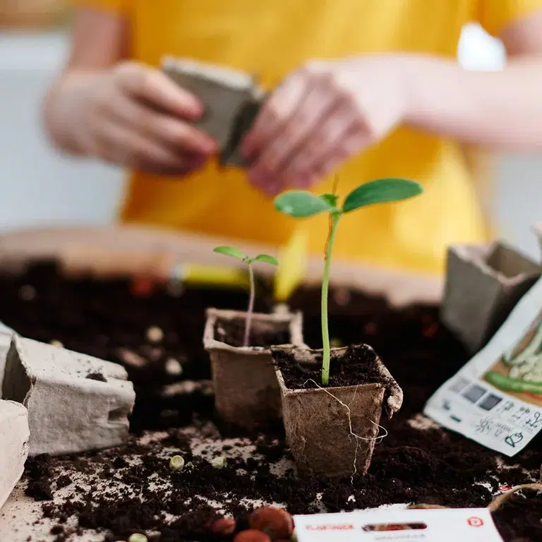 Spring planting - how to succeed