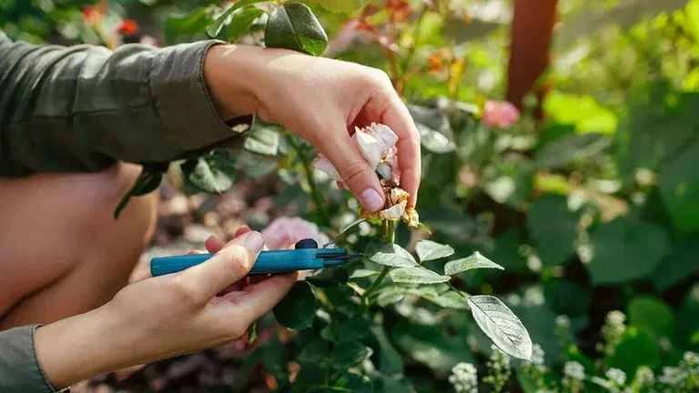Deadheading - the method that makes the flowers bloom again