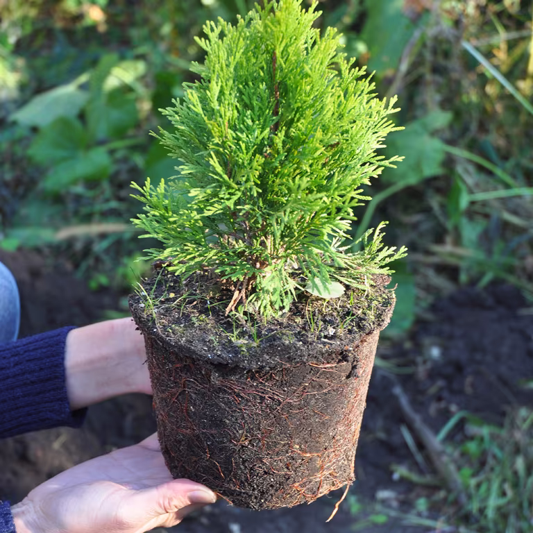 Plant hekk – slik lykkes du