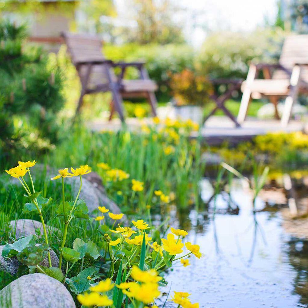 Garden pond