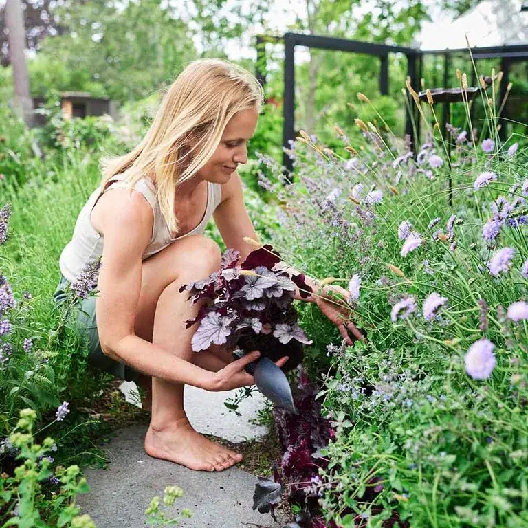 Lag et staudebed som blomstrer hele sesongen 