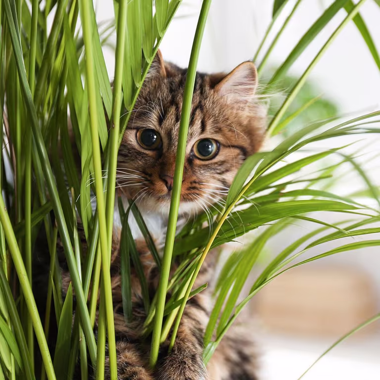 Disse plantene er giftige for katter og hunder