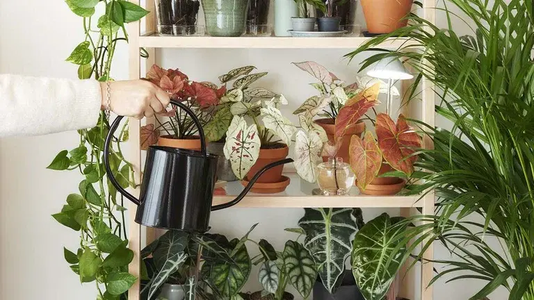 Vanning av inneplanter – slik lykkes du 