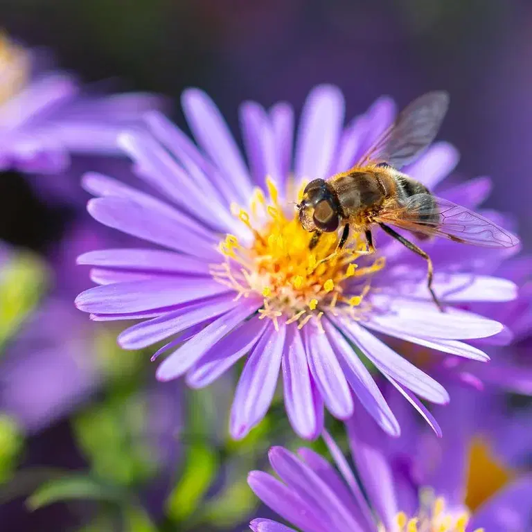 Flowers for bees and butterflies – 7 favorites