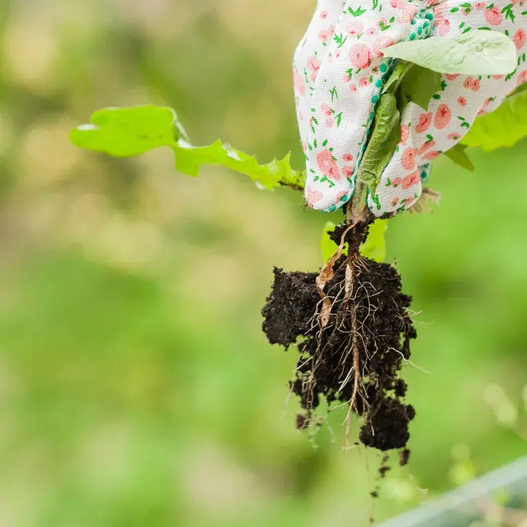 Slik luker du det vanligste ugresset 