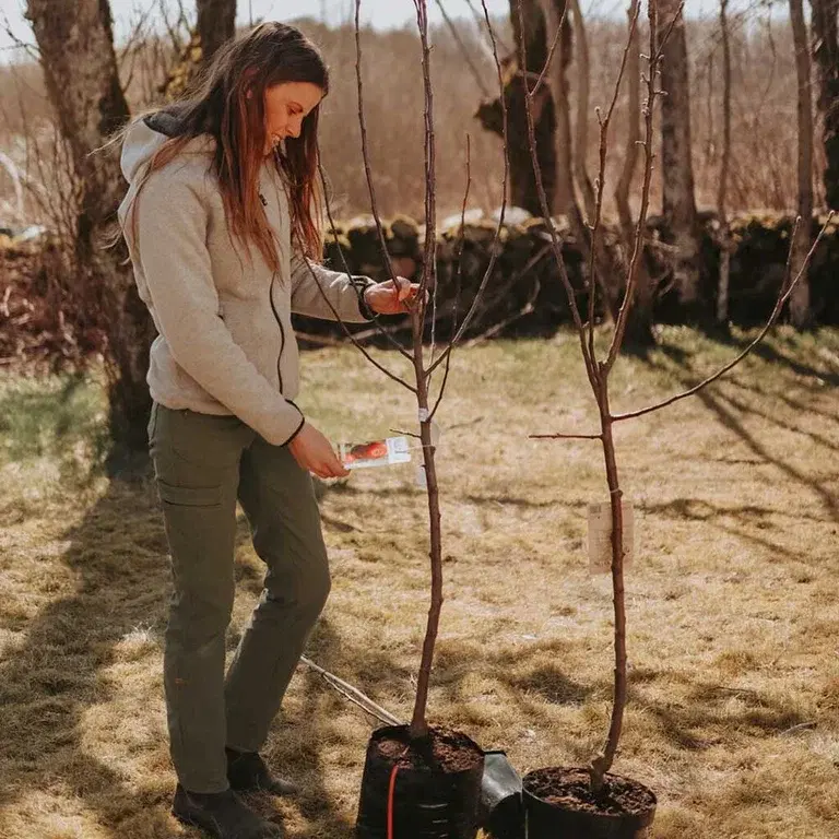Velg riktig epletre til din hage