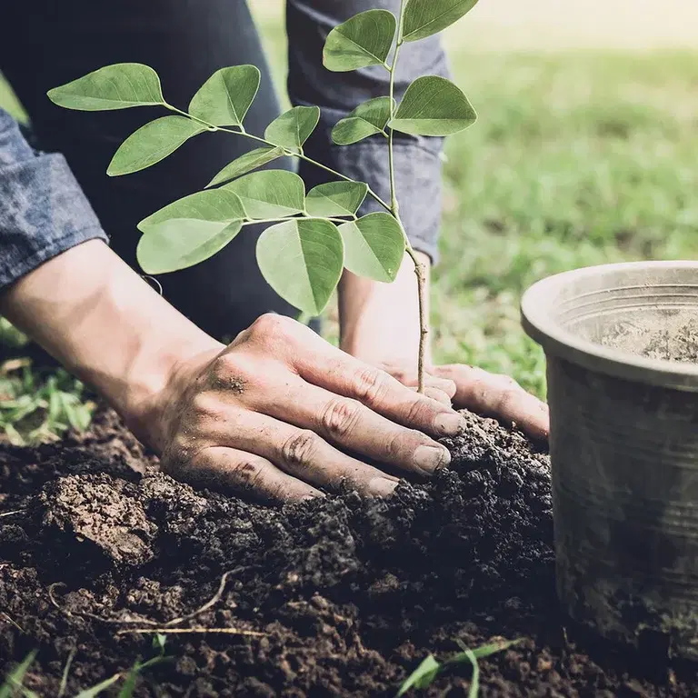 Jord og gjødsel til uteplanter