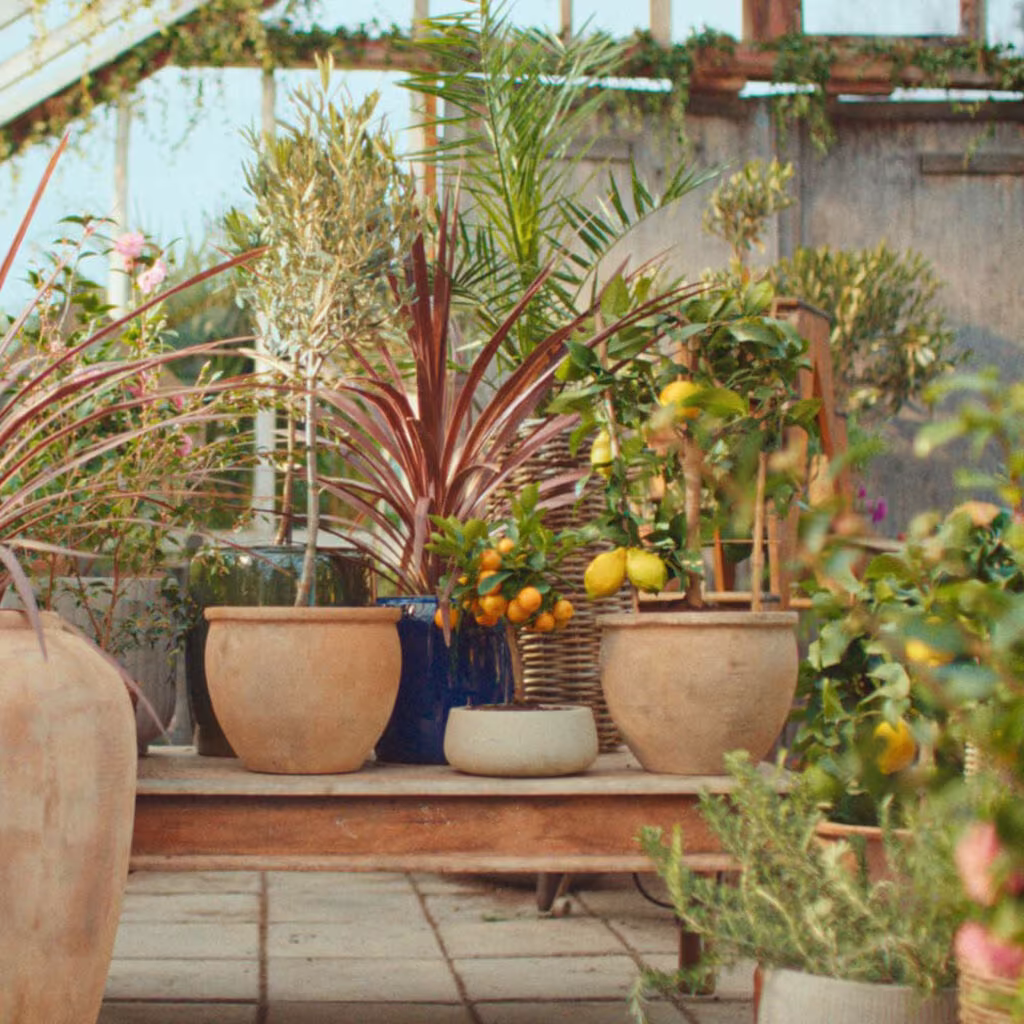 Give new life to Mediterranean plants after the winter