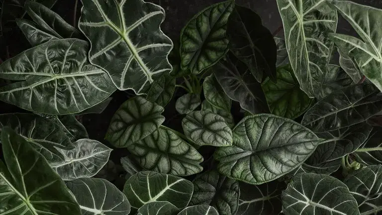 Alocasia – fakta og råd om stell 