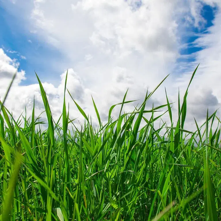 Gress – så og stell