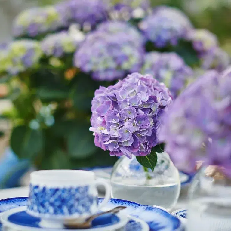Hortensia – fakta og råd om stell