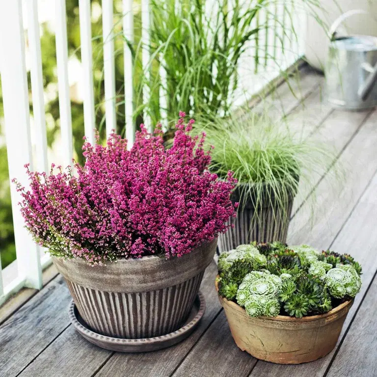 Høstlyng 'Erica' – planting og stell 