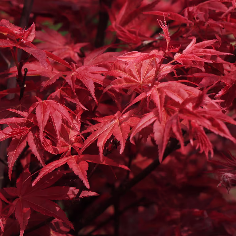 Japansk lønn – planting og stell