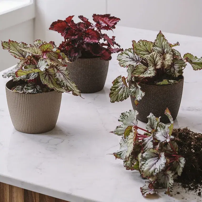 Begonia – fakta og råd om stell 