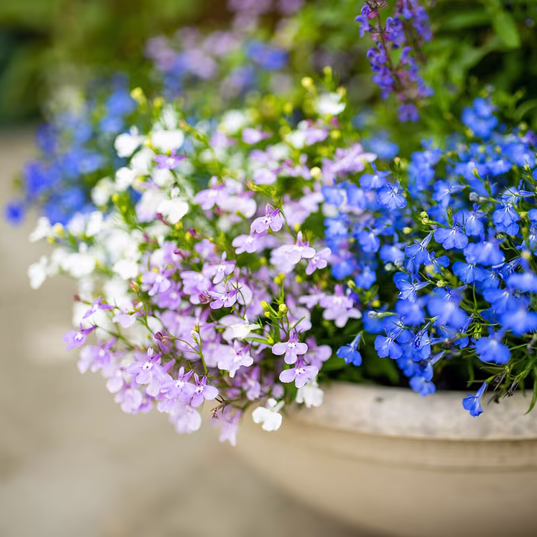 Lobelia – planting og stell