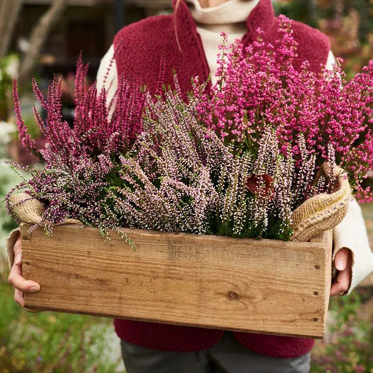 Lyng – planting og stell