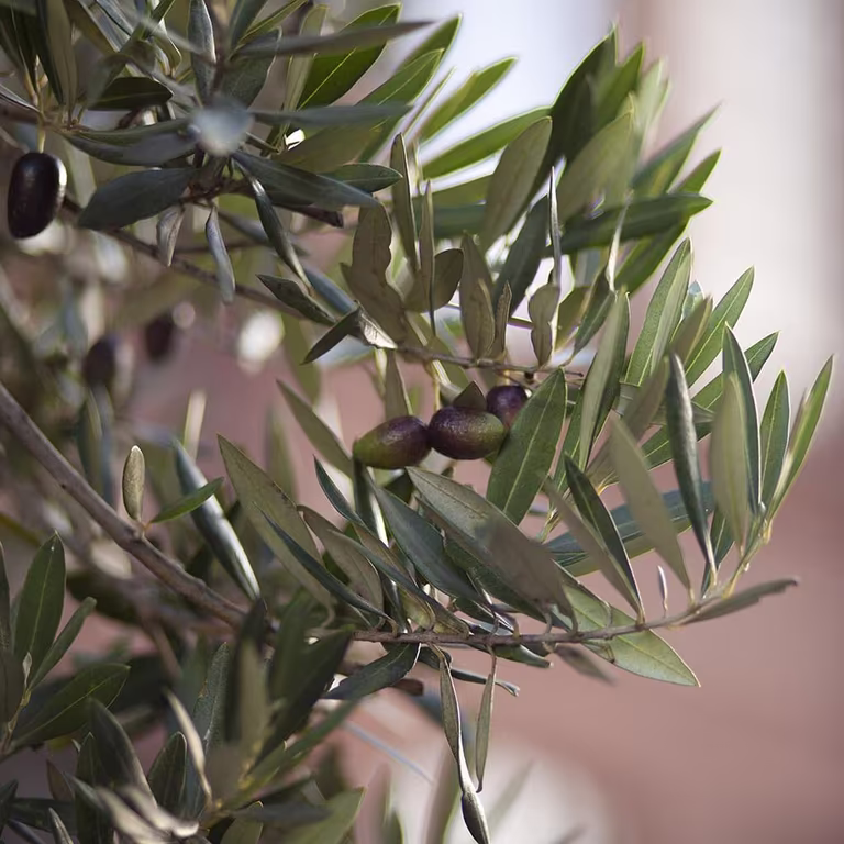 Oliventre – planting og stell 
