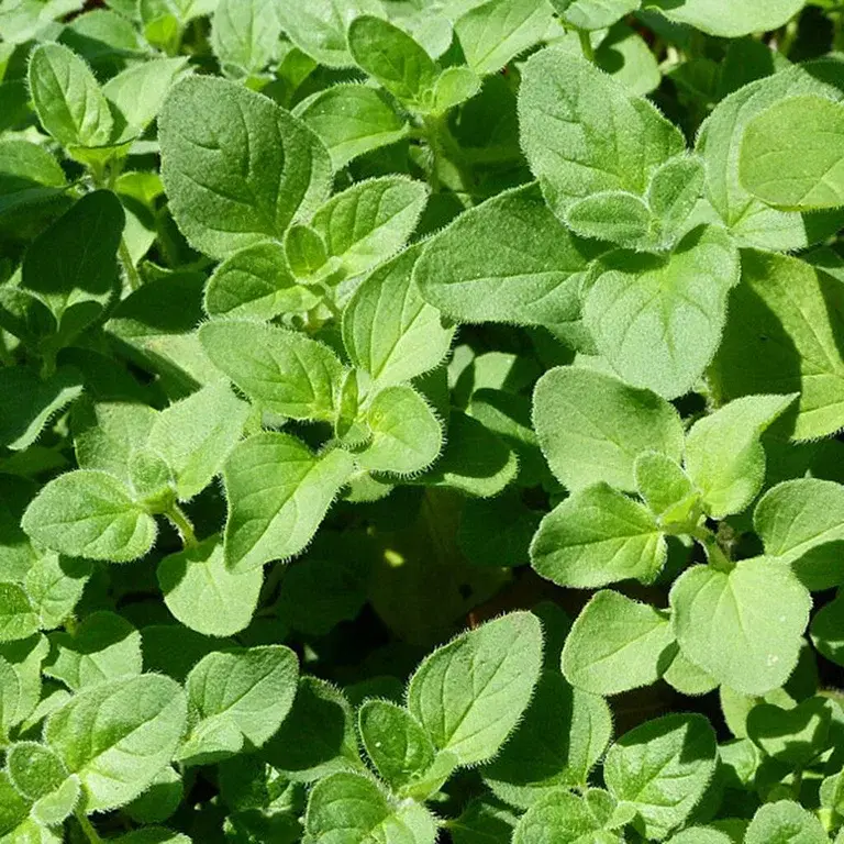 Oregano – slik dyrker du din egen 