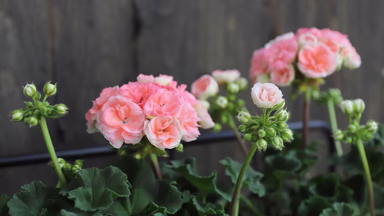 Pelargonia ‘Astrid’