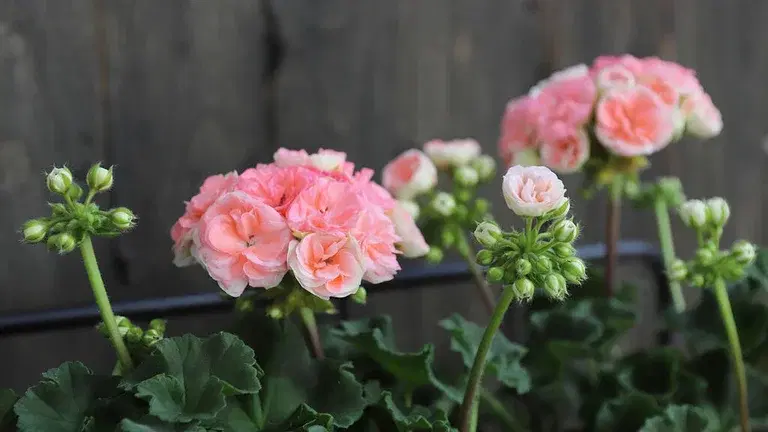 Pelargonium ‘Astrid’