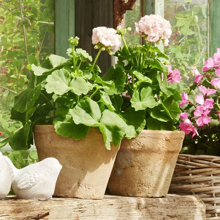Pelargonia 'Dronning Ingrid' – den klassiske hagens majestet 