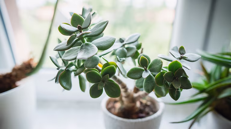 Pengetre (Crassula) – fakta og råd om stell 