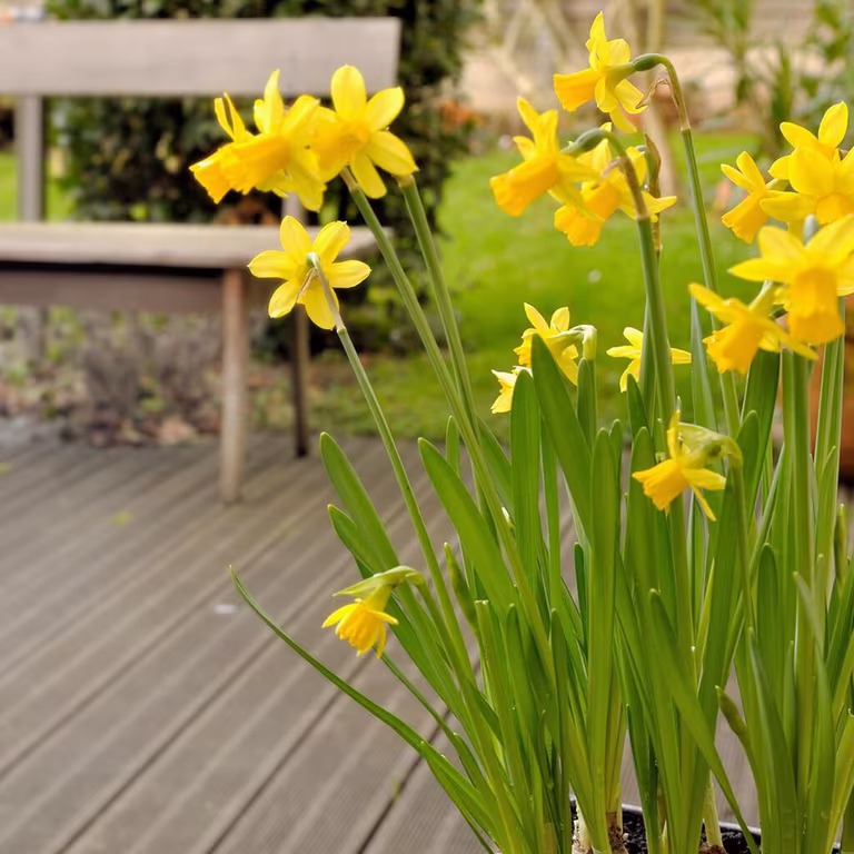 Påskelilje – planting og stell