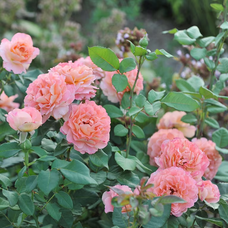 Roser i hagen – planting og stell