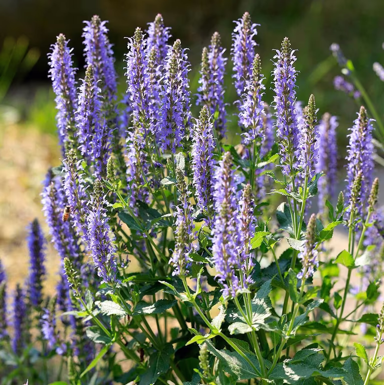 Salvie – planting og stell