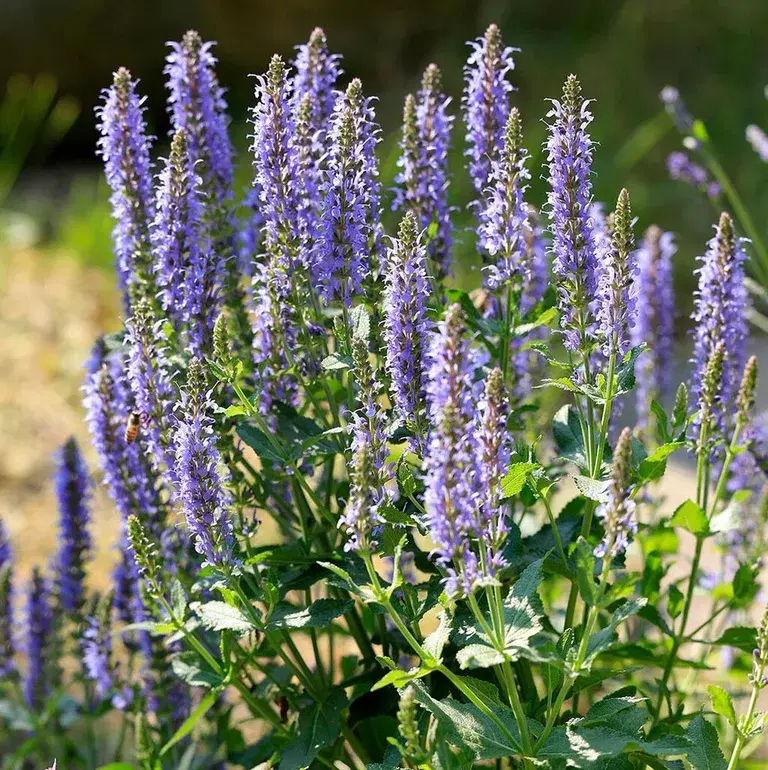 Sage – planting and care