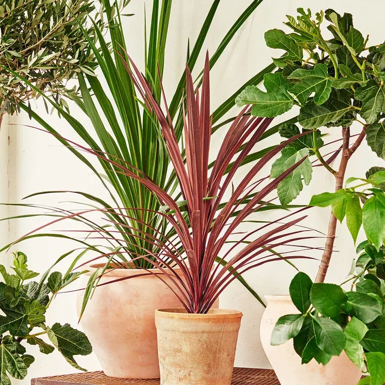 Cordyline (Australdrakelilje) – planting og stell