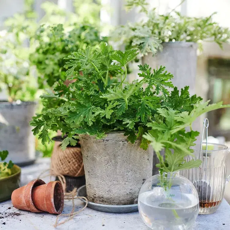 Scented geranium