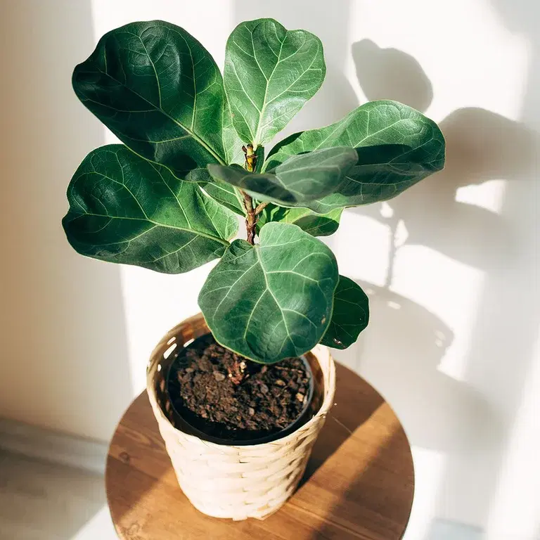 Fiolinfiken – fakta og råd om stell 