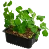 Vegetables and herbs