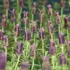 Seasonal plants