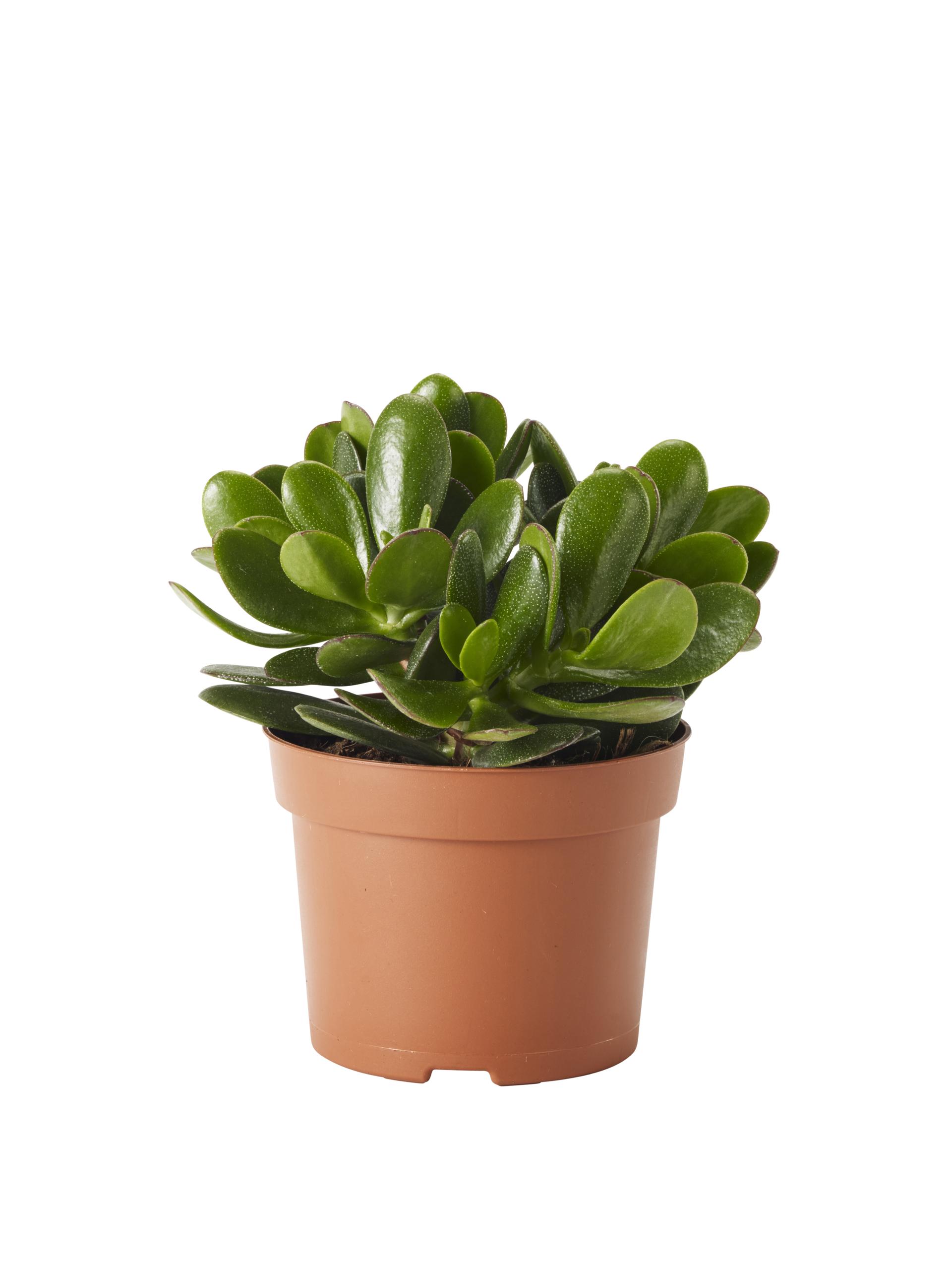 Sukkulenter og kaktuser