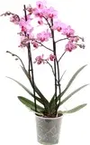 Orchids