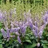 Shade-loving perennials