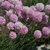 Perennials for rock gardens
