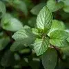 Herbs