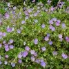 Ground-covering perennials